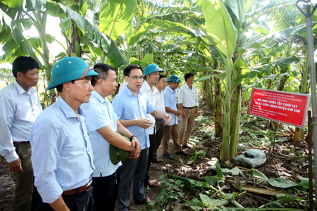 Hội thảo đầu bờ thăm mô hình trồng cây chuối tây ở huyện Kim Sơn